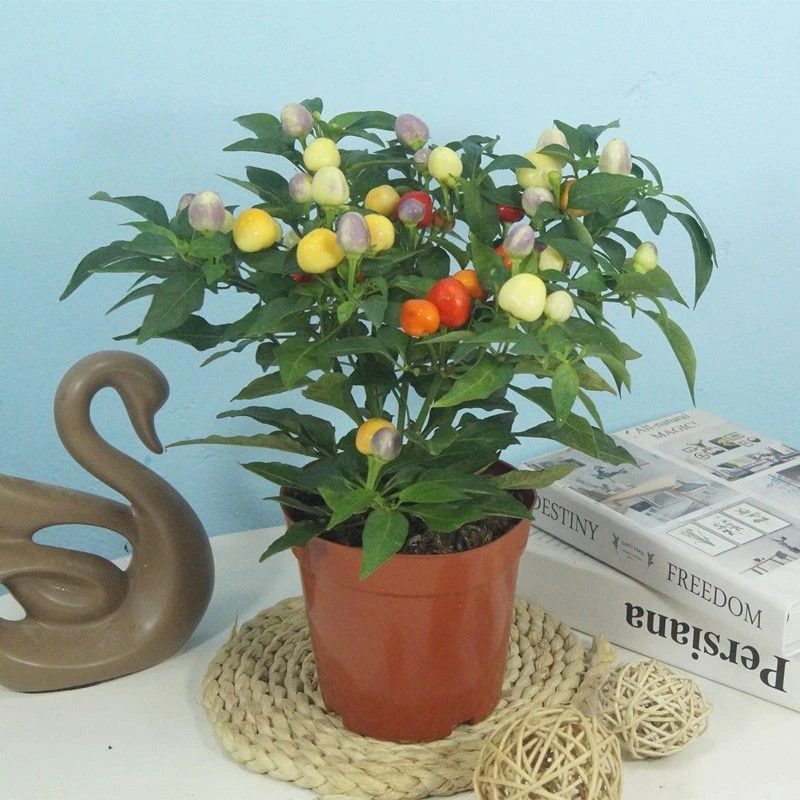 五彩椒盆栽带果带花朝天椒室外阳台四季开花结果花卉绿植