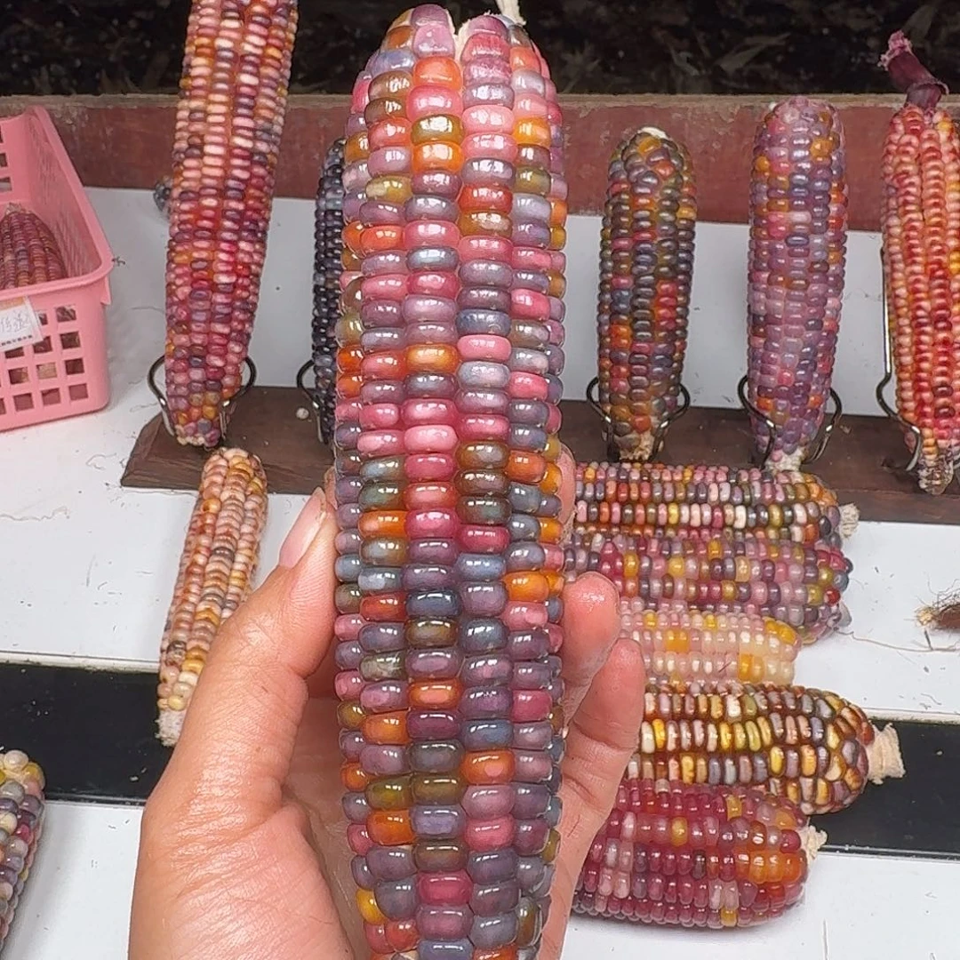 E***e柏香籽/百香籽吊坠