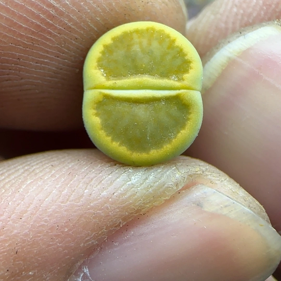 420 生石花大棚直播