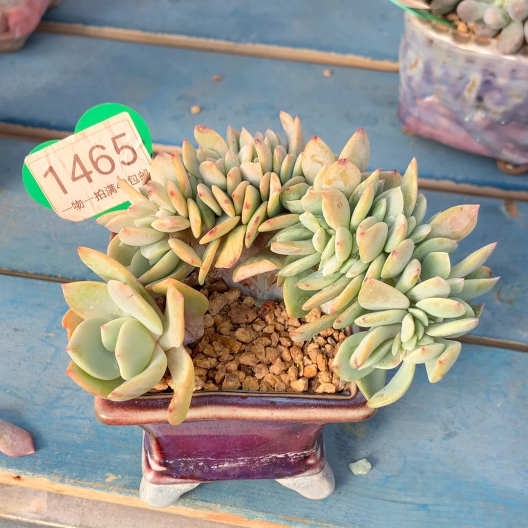 雪凤缀化一物一拍1465