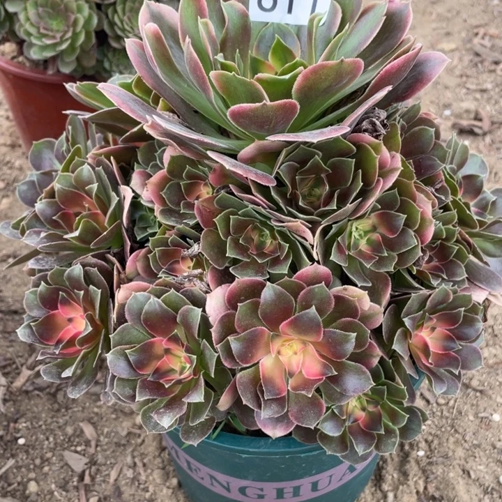 无花朵611多肉植物香妃