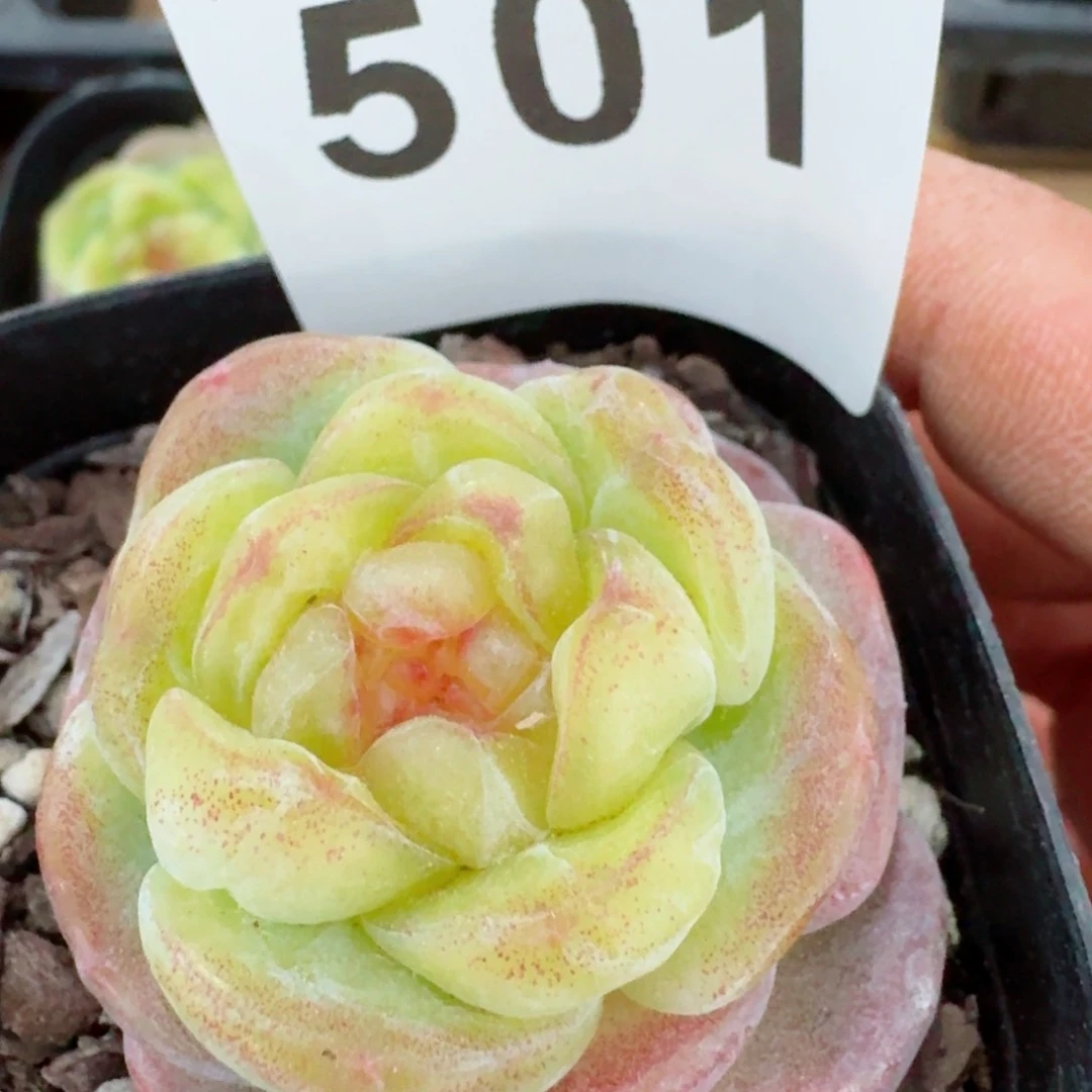 绿豆糕         精品多肉