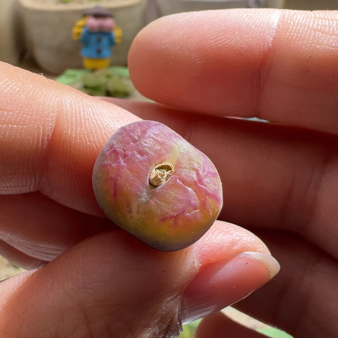 99。优选杂交。多肉植物