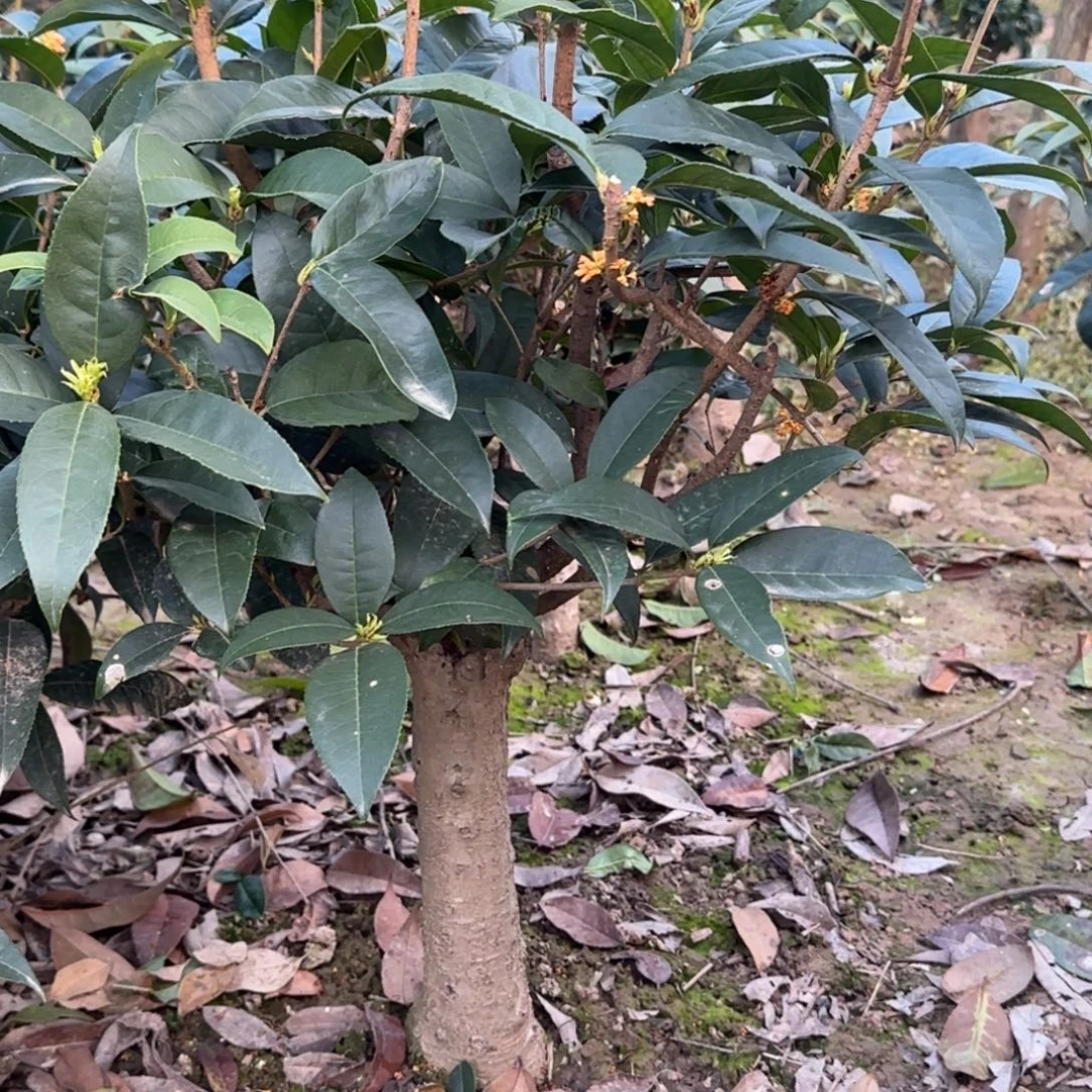 天***圆无花朵桂花。四季桂系列