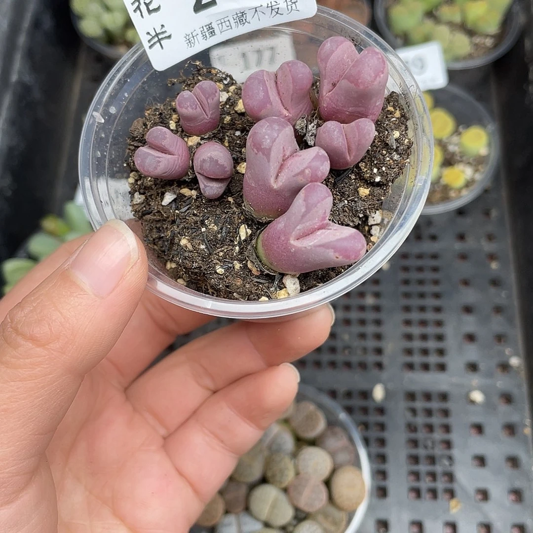 2400000000花花花花花花花