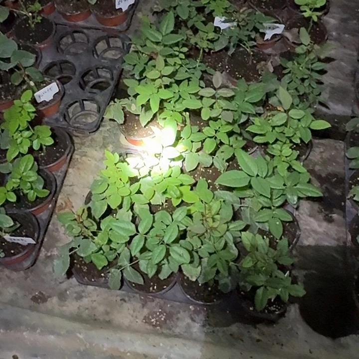 无花朵布拉扦插小苗