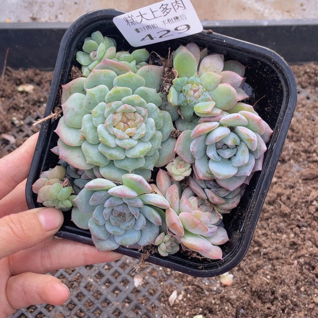 糕大上多肉植物429