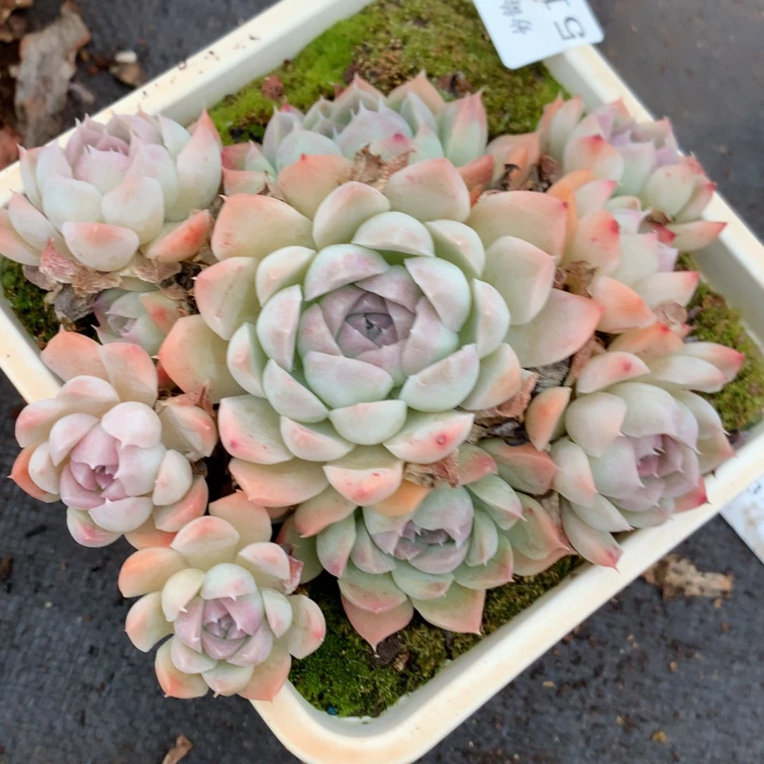 5179杂交多肉老桩