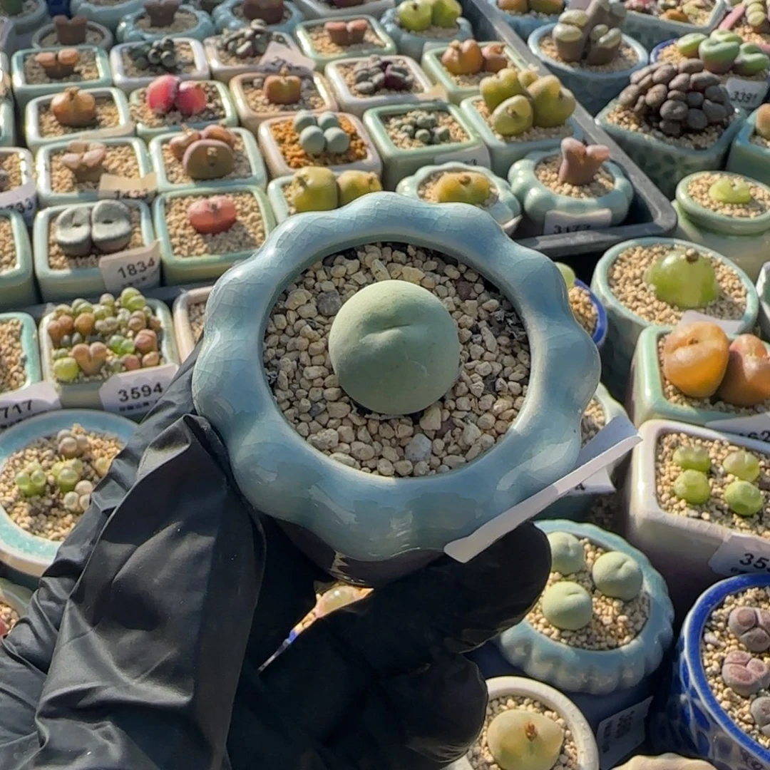 J***e3760--一物一拍 带盆