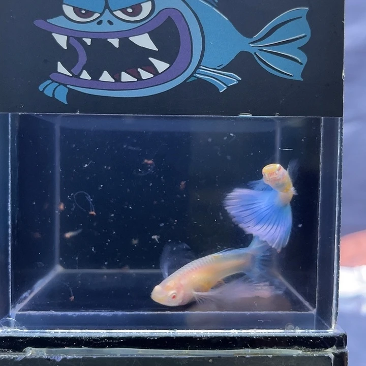 海水鱼蓝白绣球种鱼一对18