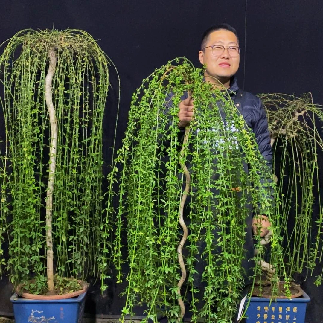 小叶香，一物一拍，落叶