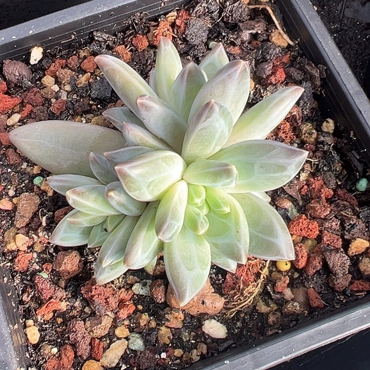 美人裙一物一拍美人