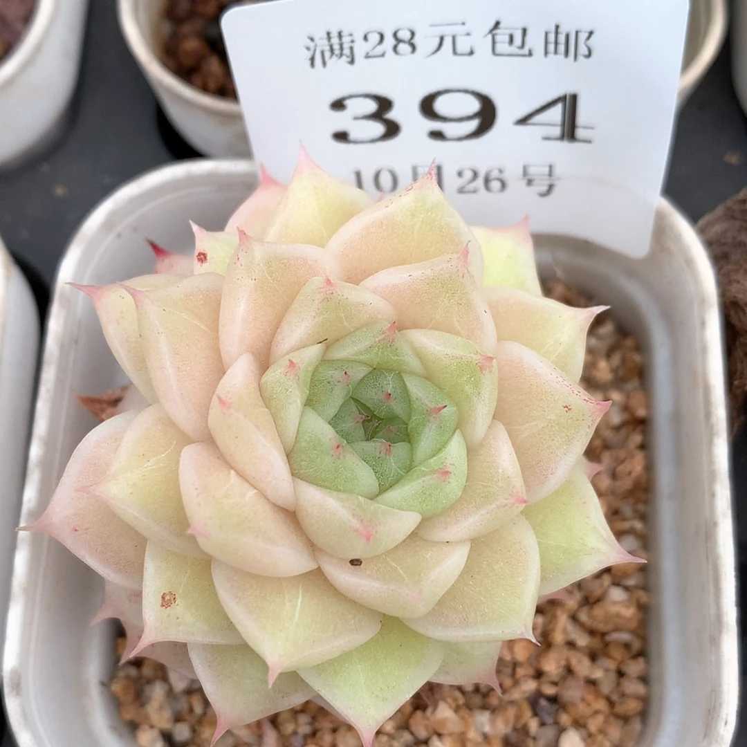 【闪购商品】云394号