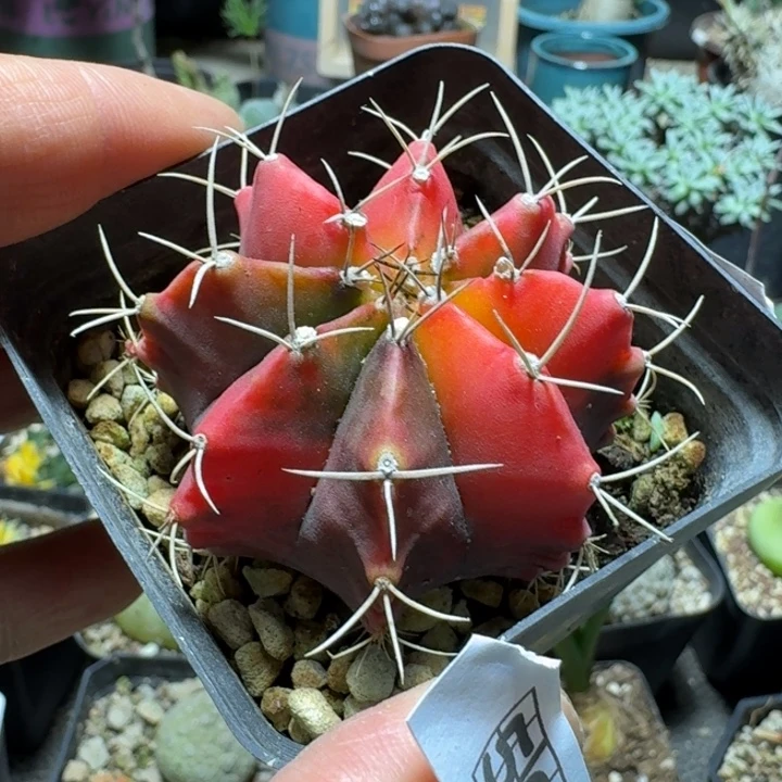 507瑞云牡丹锦脱土发货