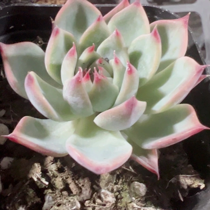 吉娃娃精品多肉植物