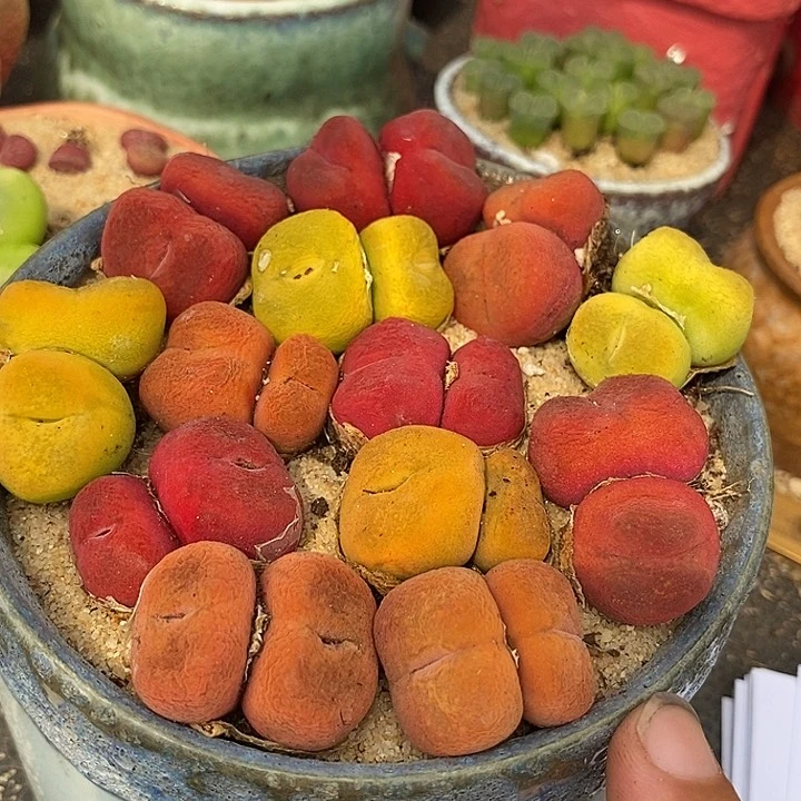 12558双头彩色桃子一颗  多拍发不同颜色