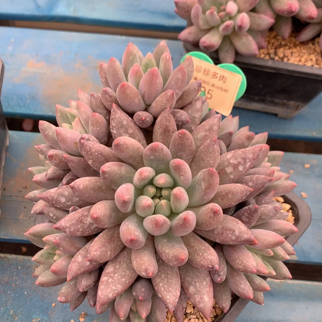 红蜻蜓老桩无砍捧花95