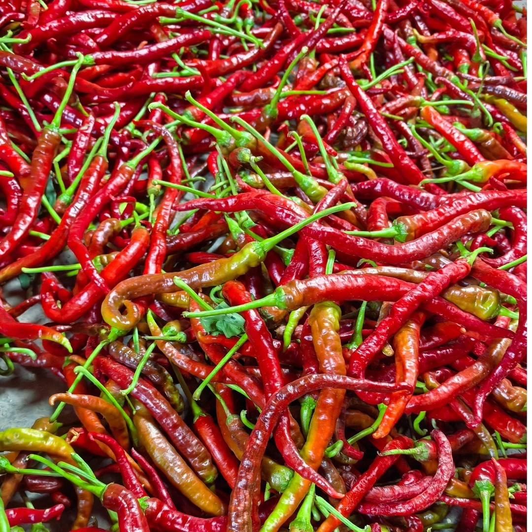 湖南本地农家露天种植现摘紫红辣椒薄皮香辣可口湖南红辣椒