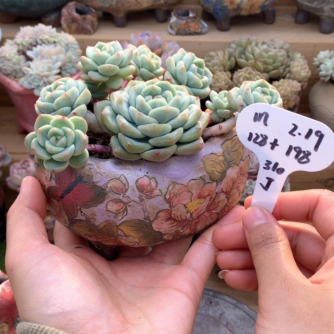 m*肉加盆一物一拍整群