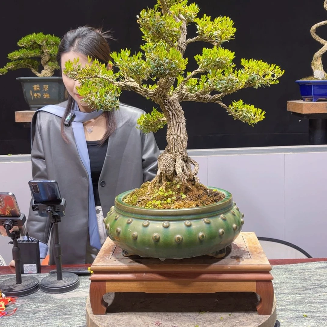 四季常绿翠绿黄杨盆景