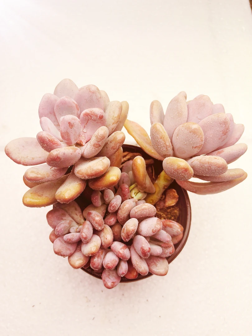 桃美人 （脱土发）呆呆多肉植物 2单包邮拍3发4  新手好养