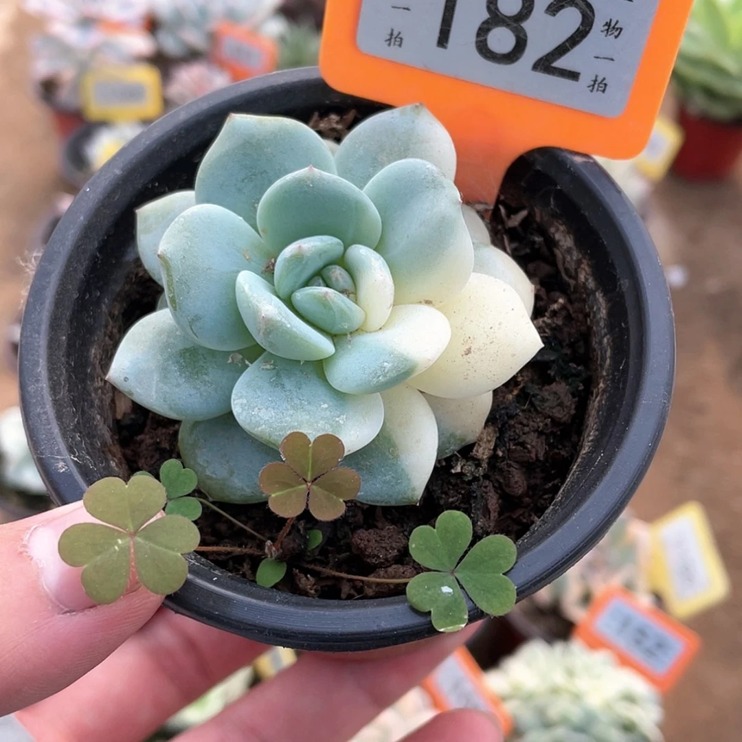 【闪购商品】无花朵182