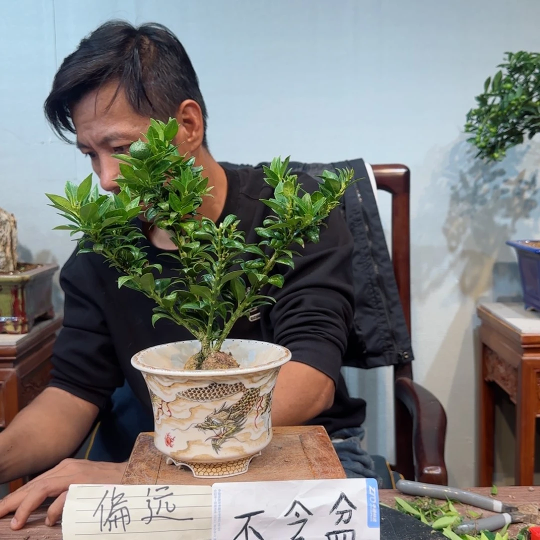 当前无花朵，栽培后可花朵0*0