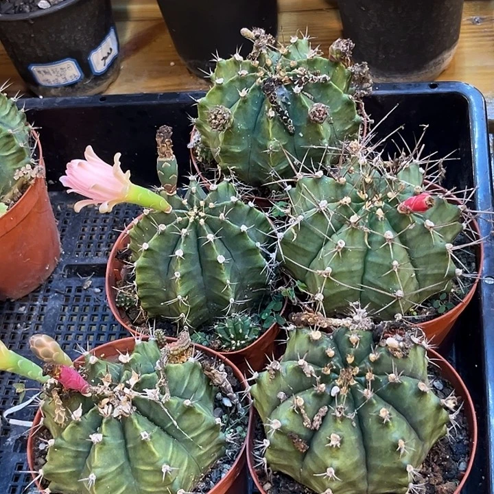 汤圆植物仙人球五颗