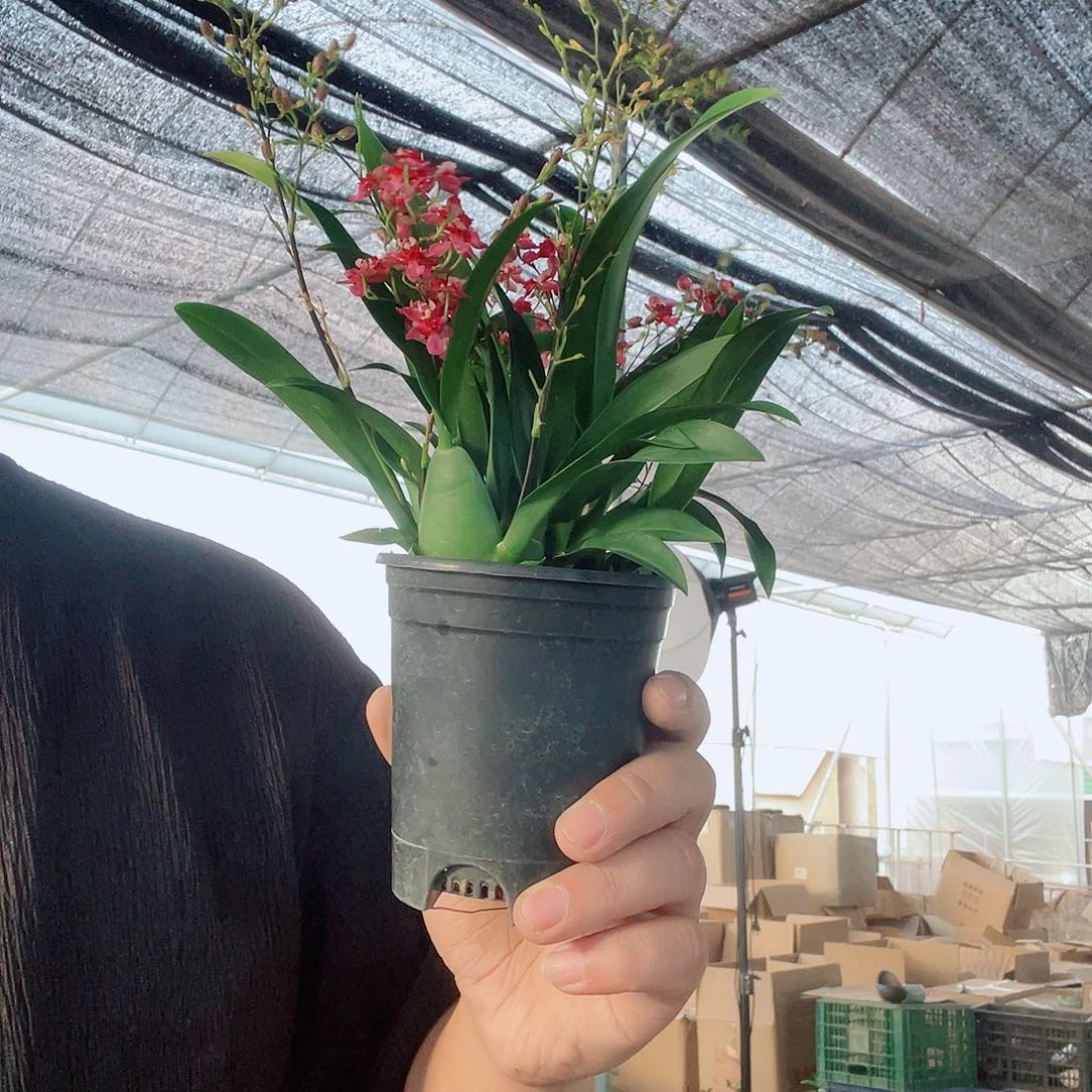 当前无花栽培后可以开花红色文心兰5花剑以上