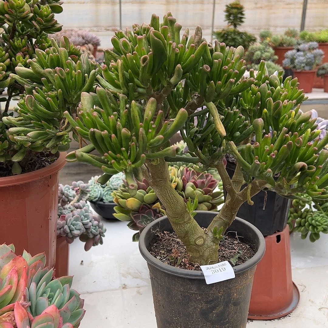 往***K3019吸财树多肉植物