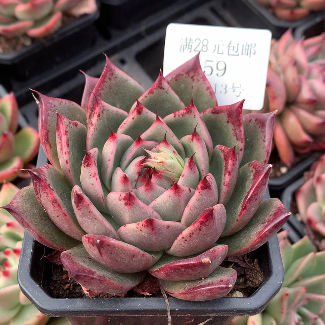 【闪购商品】云59号