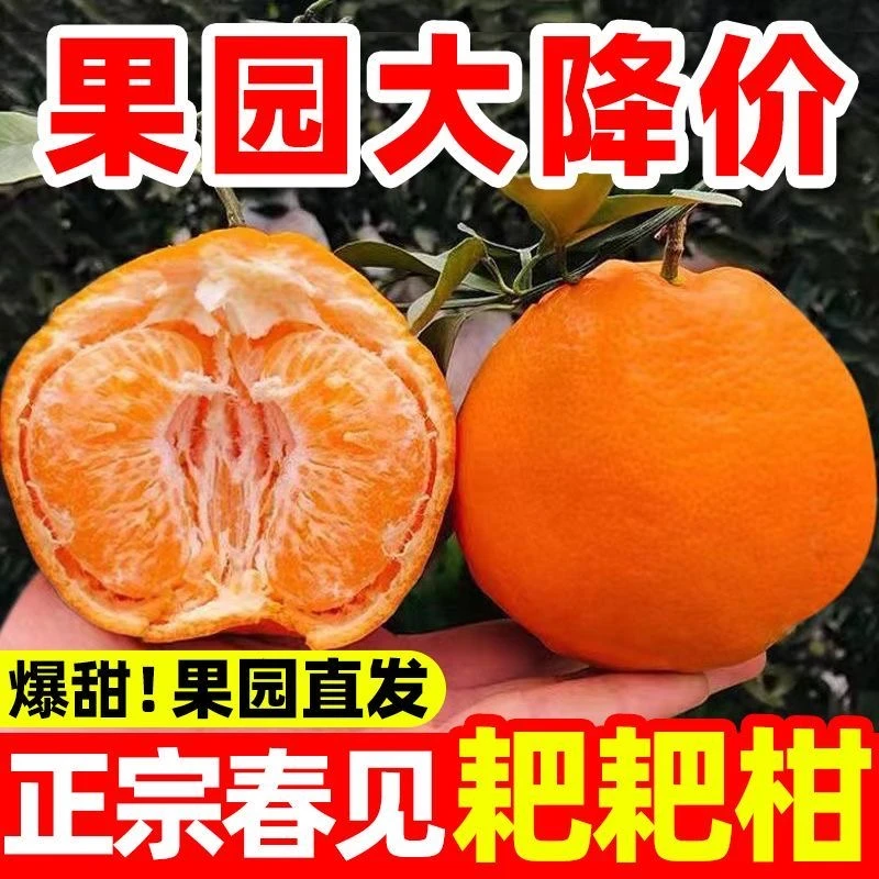 【头茬鲜果】正宗四川春见耙耙柑新鲜采摘现采现发假一赔十产地直发