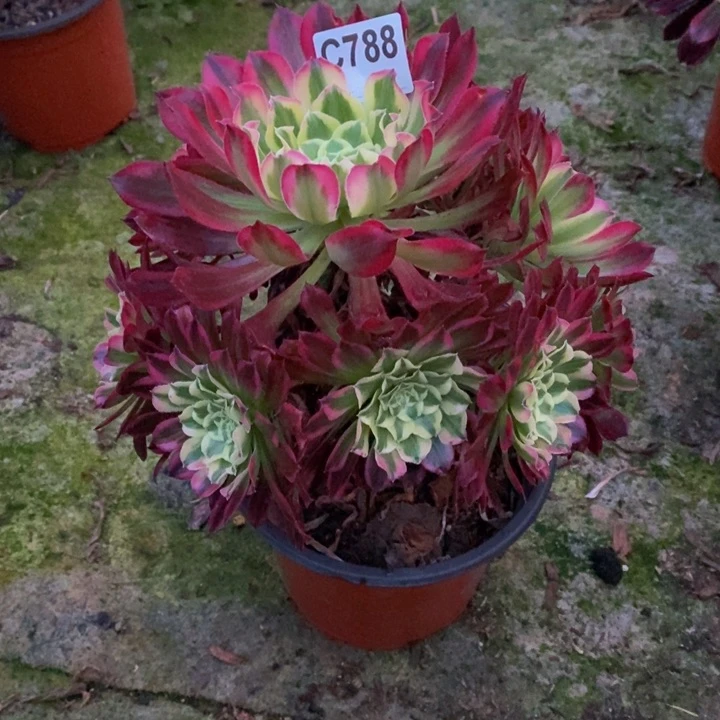 天河多肉植物788