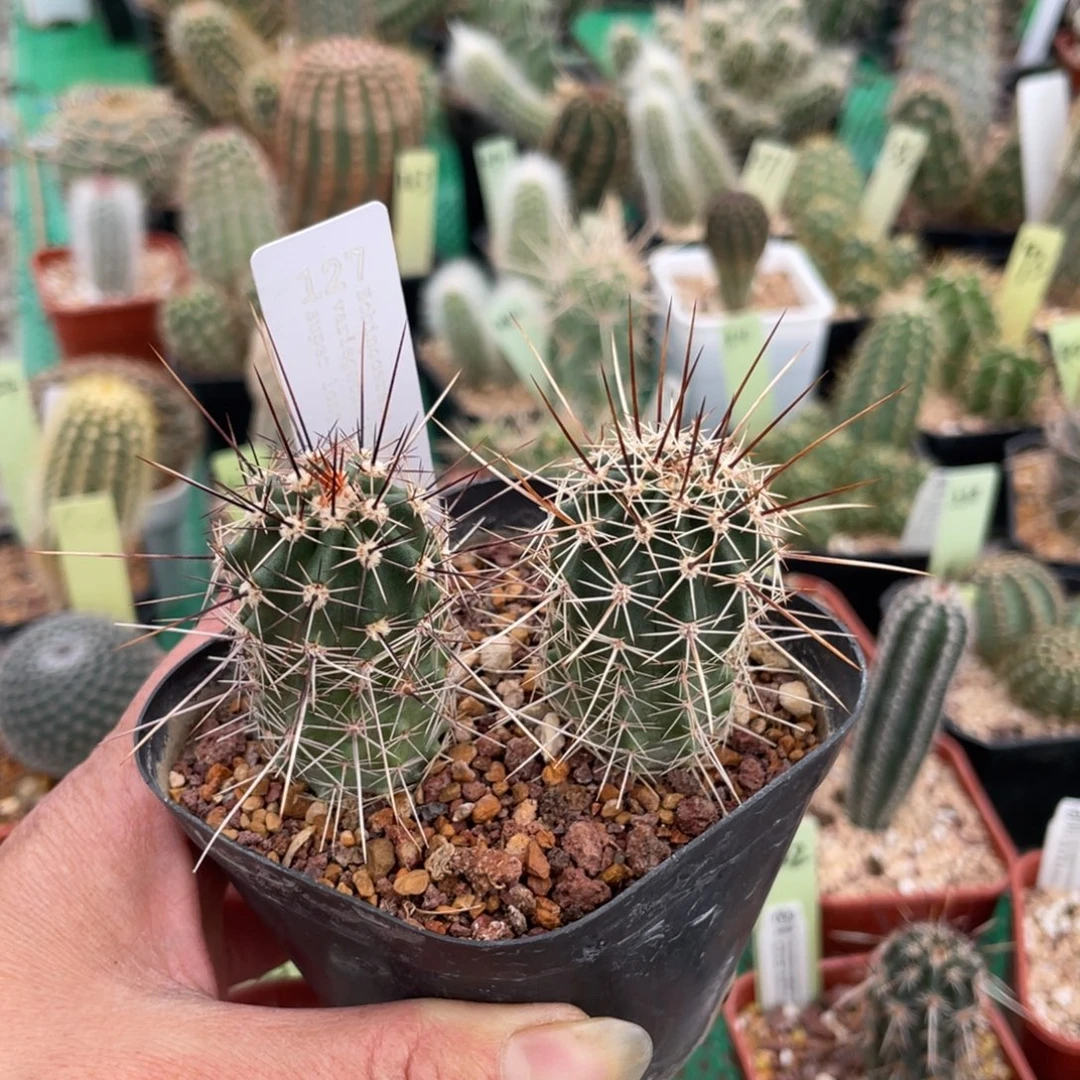 鹿角柱实生仙人球超长刺司虾