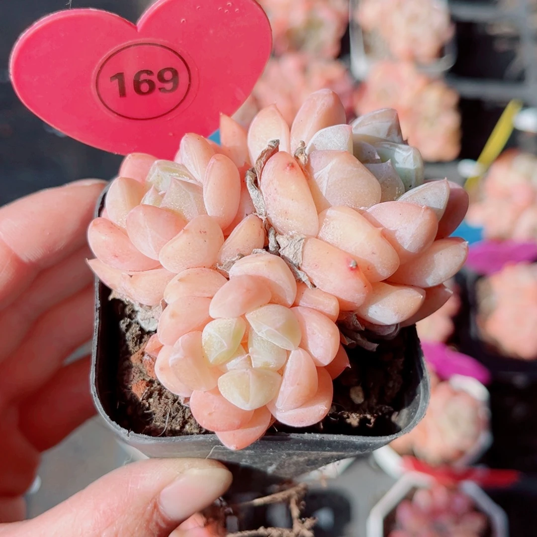 169号小老桩糖心群