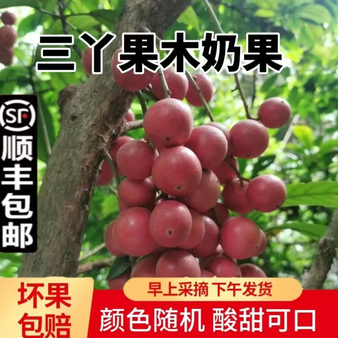 【顺丰】西双版纳野果新鲜三丫果木乃果木奶果孕妇酸甜水果新鲜到家