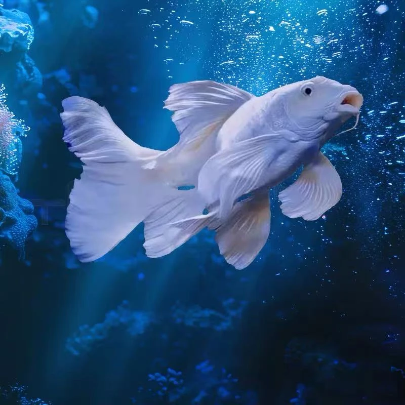 白短10-13精品蝴蝶鲤大鳍大尾好养耐活