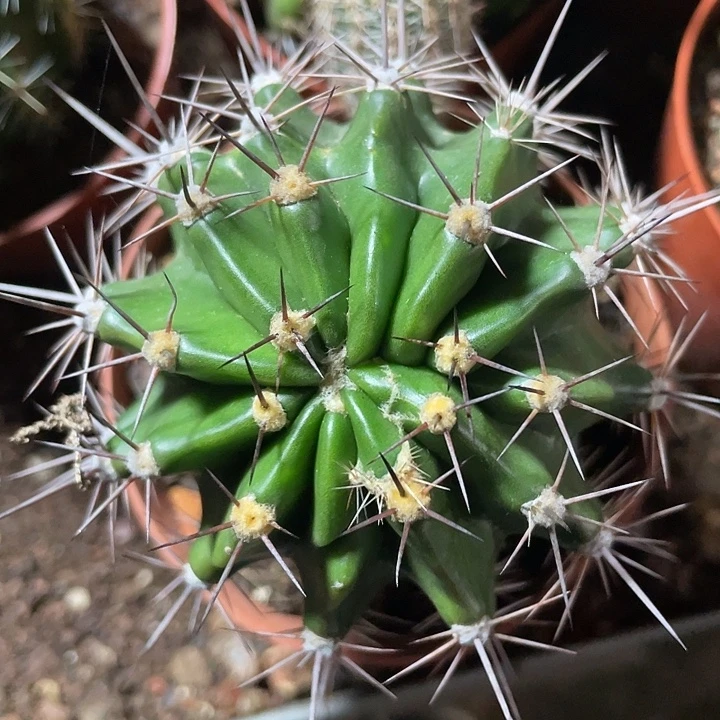 实生彩草带盆土发货