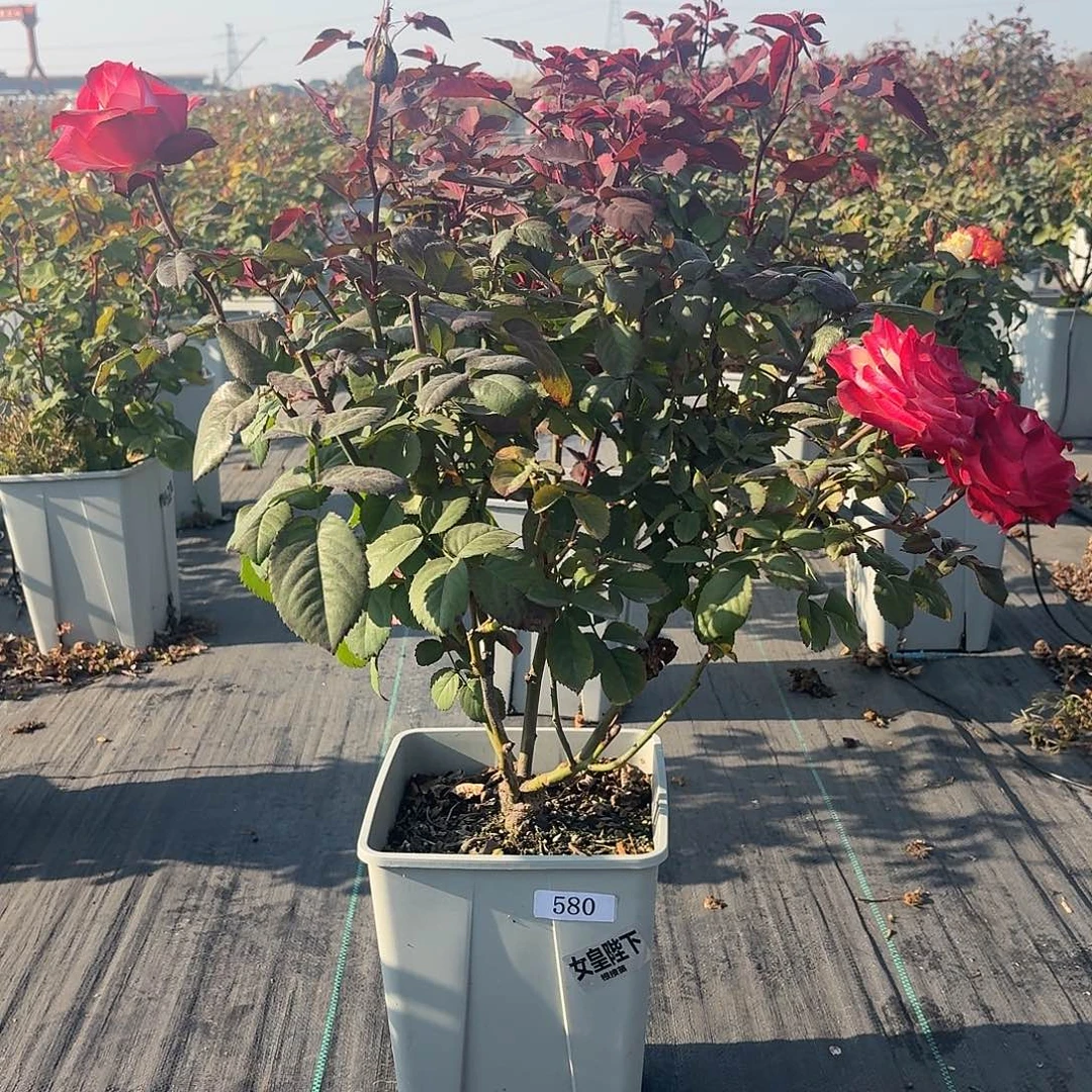 当前无花朵，栽培后可花朵580