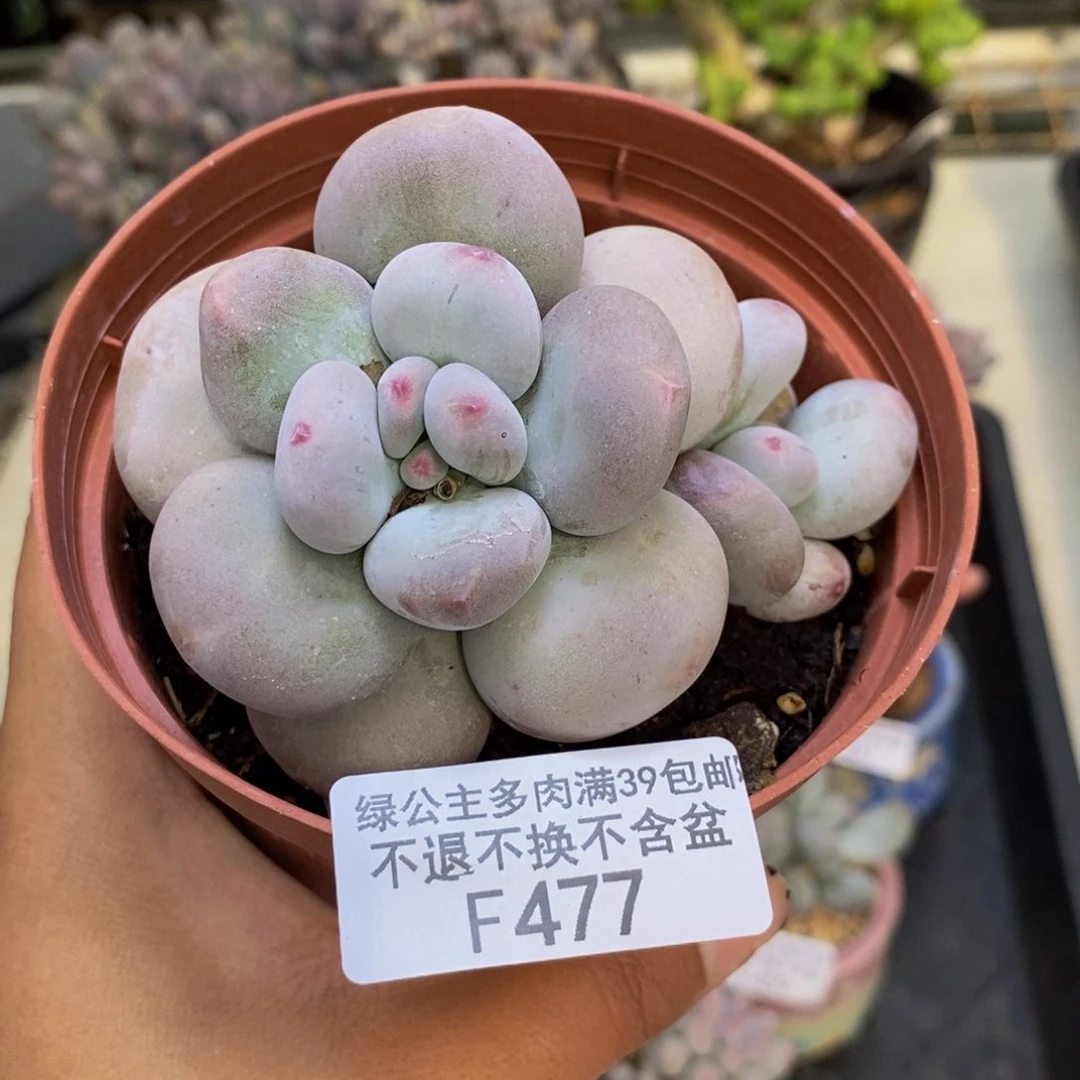 477大叶奶多肉7c m