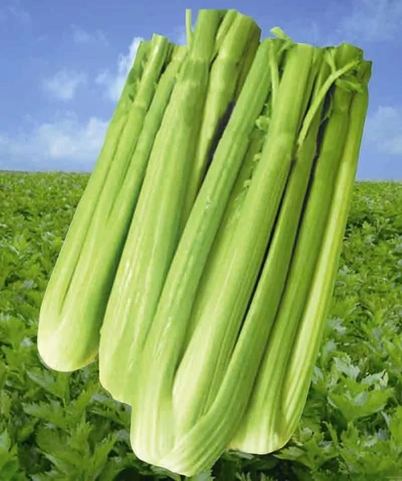山东产地新鲜榨汁专用水果西芹脆嫩当季蔬菜