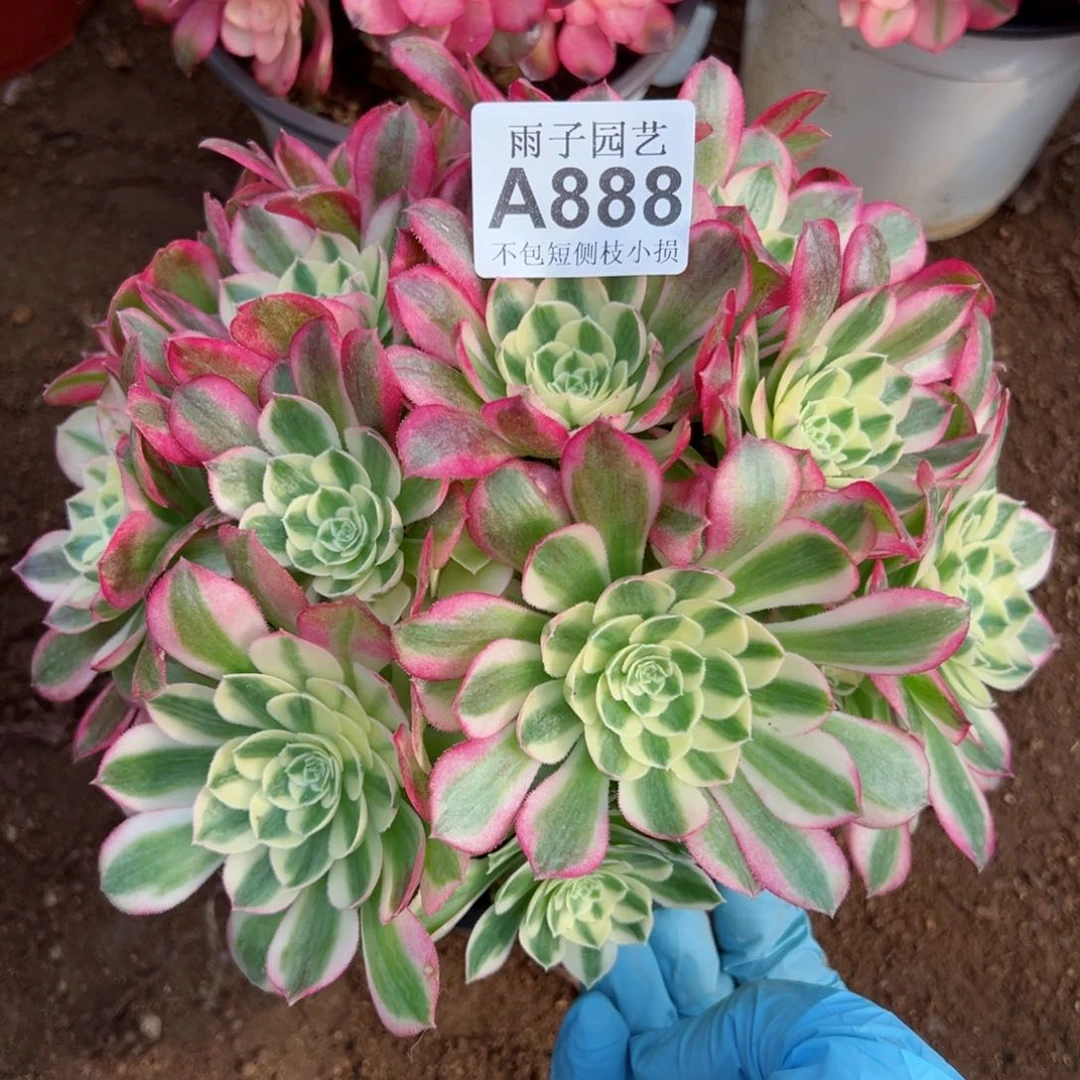 888玉姿尺寸23左右