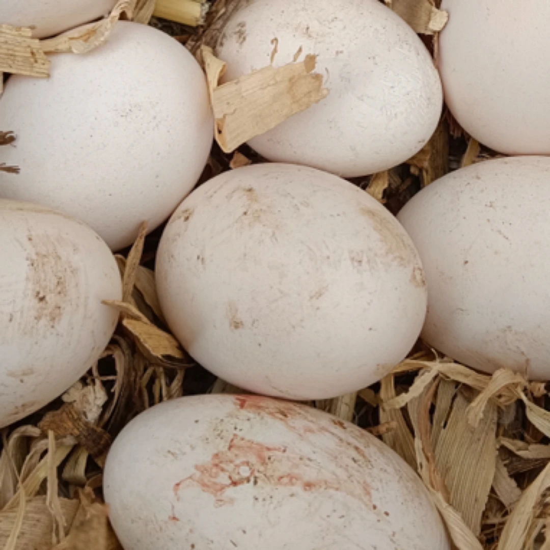 农村本地鹅蛋12枚约1.5千克