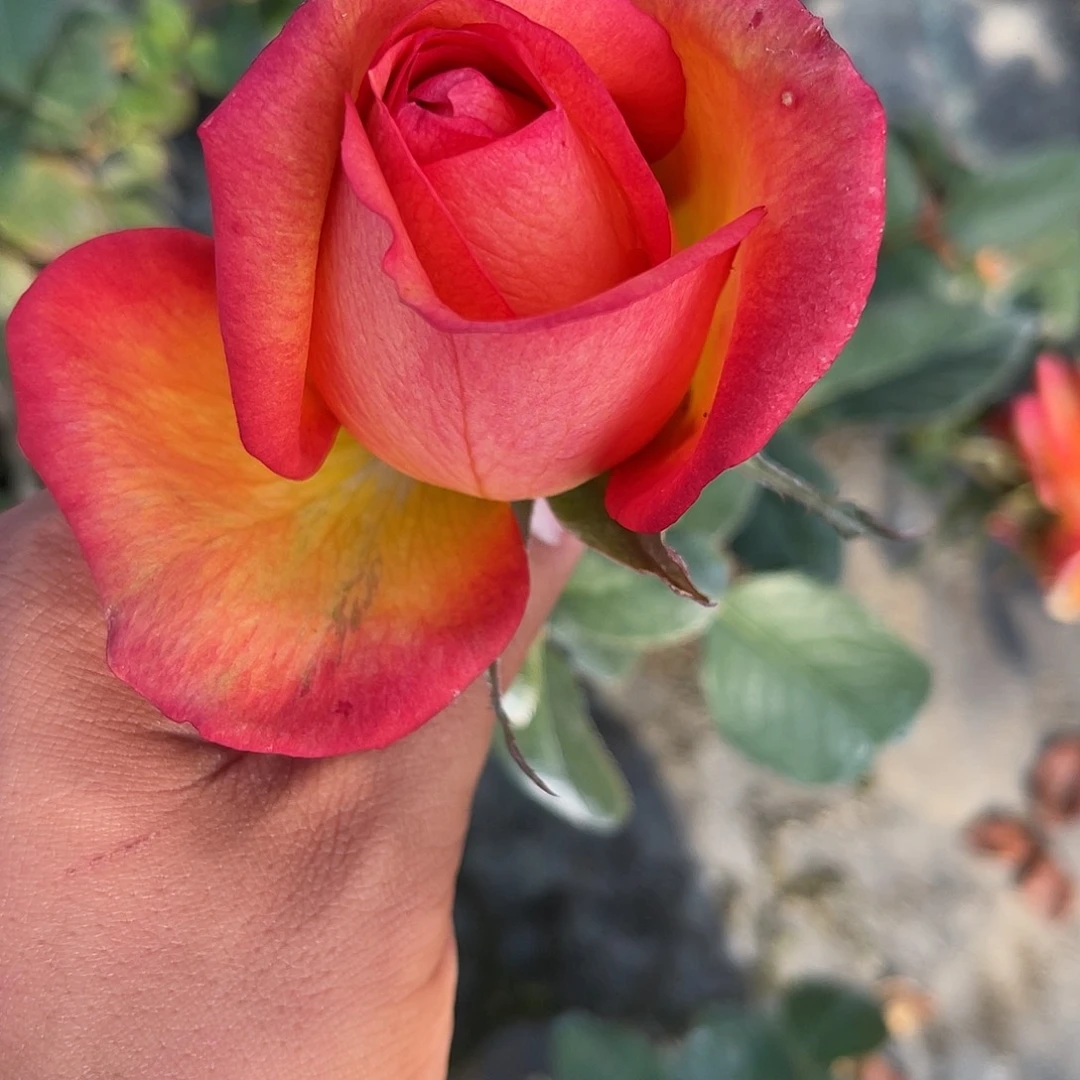 无花朵———天火 福利款