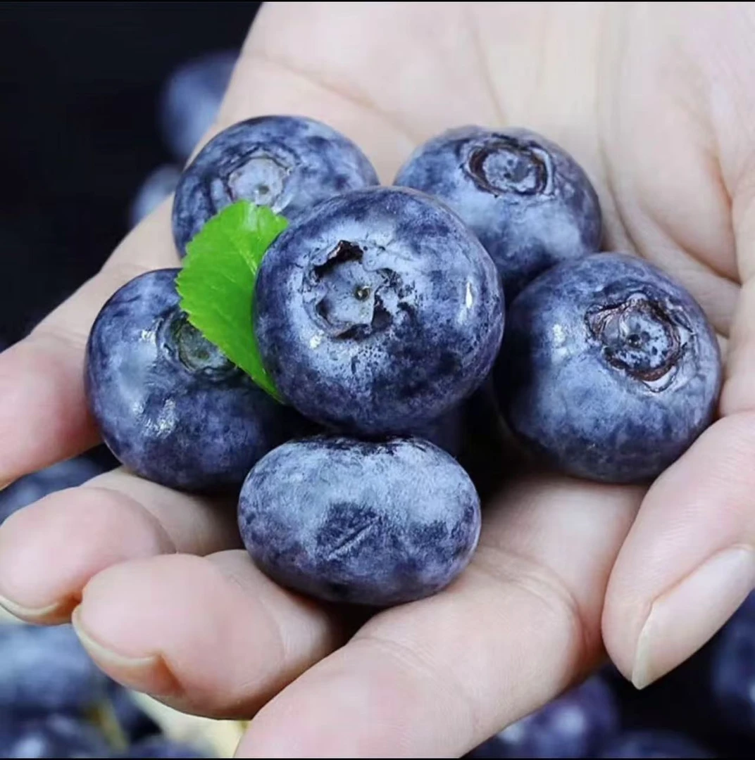 丹东L25花香蓝莓22-24mm 现采现摘 6盒  收货冷藏2-3小时口感更佳