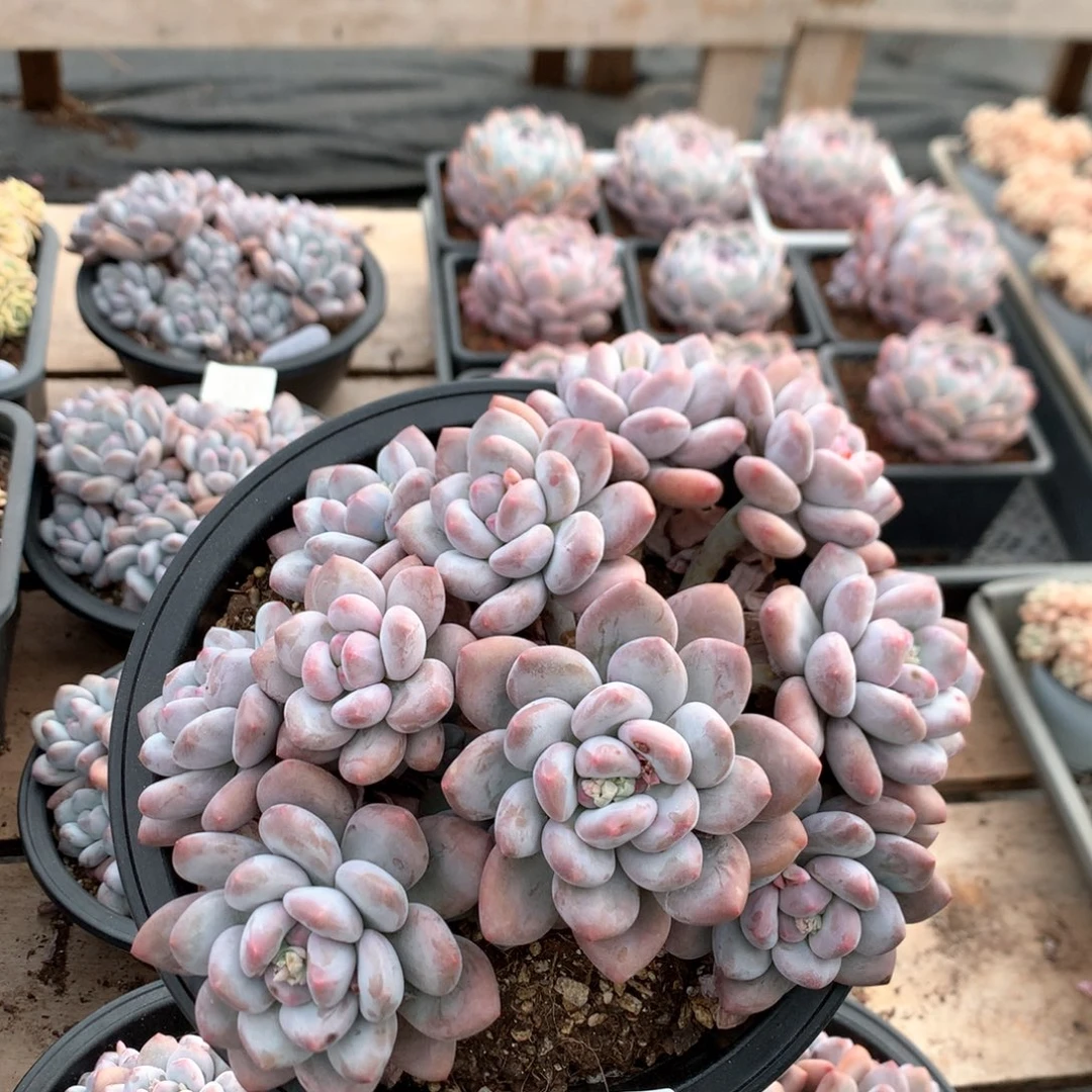 21厘米11头香水多肉3350