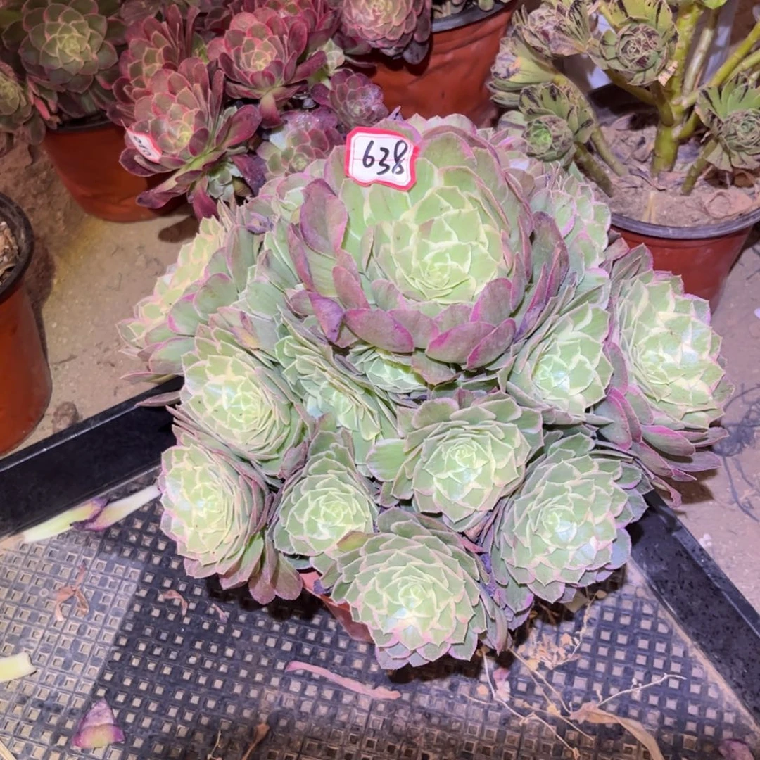 638多肉植物水蜜桃