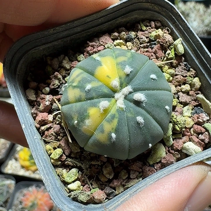 188兜锦实生脱土发货