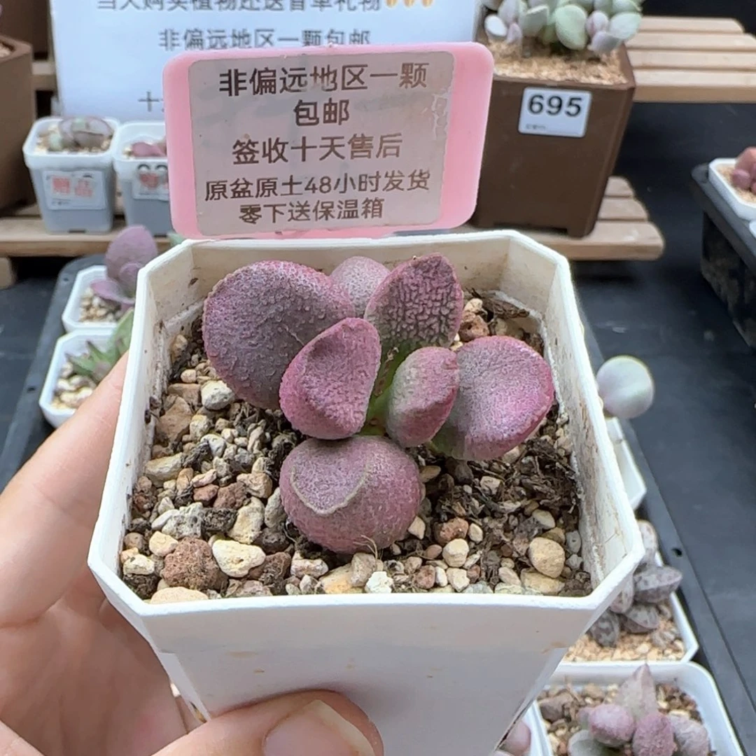007赛猪肝多肉植物