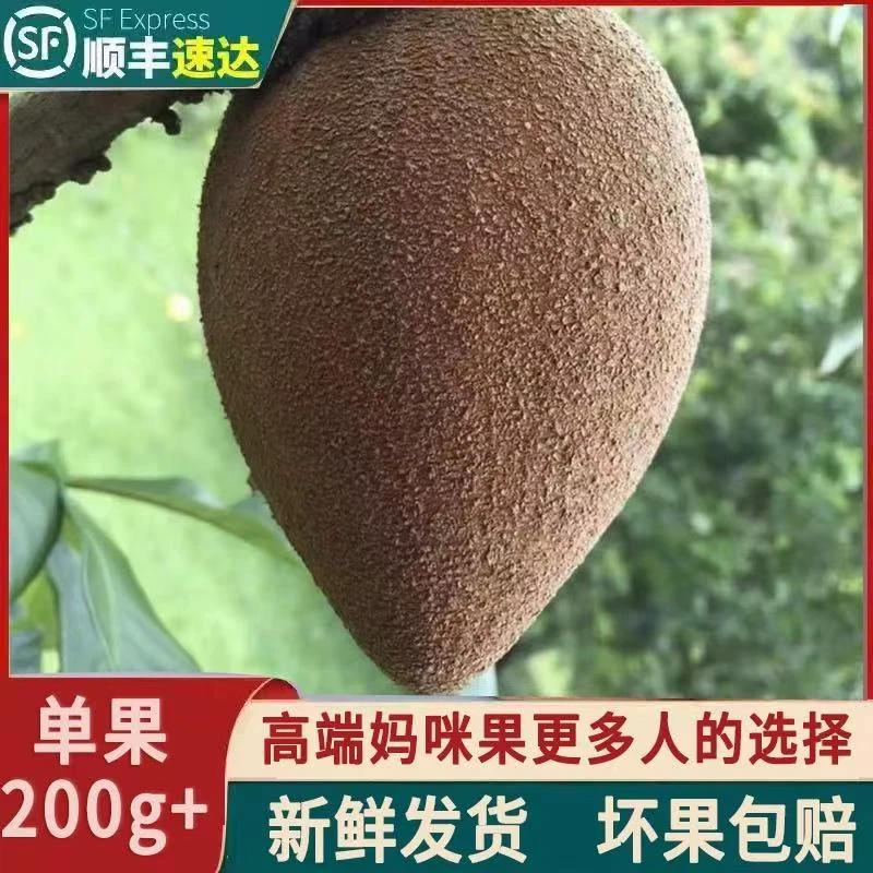 【顺丰包邮】新鲜妈咪果 现摘高山热带稀有水果古巴神仙果回味香甜